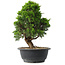 Juniperus chinensis Itoigawa, 29,5 cm, ± 15 anni