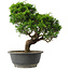 Juniperus chinensis Itoigawa, 28,5 cm, ± 15 jaar oud