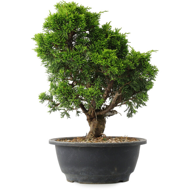 Juniperus chinensis Itoigawa, 29,5 cm, ± 15 ans