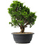 Juniperus chinensis Itoigawa, 29,5 cm, ± 15 jaar oud
