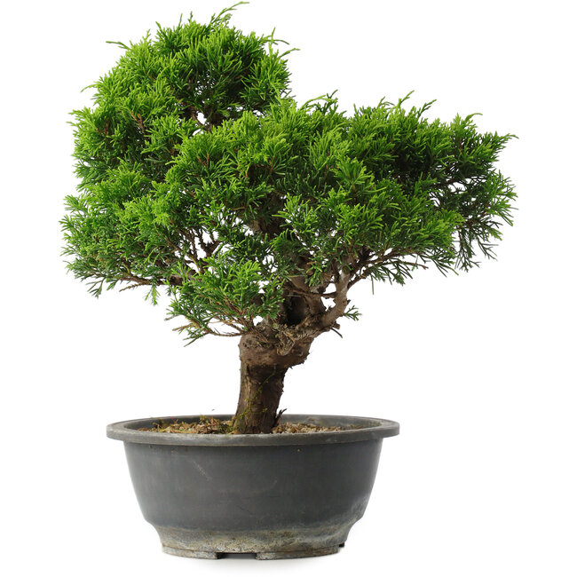 Juniperus chinensis Itoigawa, 28,5 cm, ± 15 anni