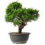 Juniperus chinensis Itoigawa, 28,5 cm, ± 15 jaar oud