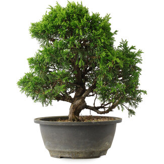 Juniperus chinensis Itoigawa, 27,5 cm, ± 15 anni