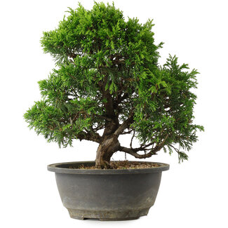 Juniperus chinensis Itoigawa, 27,5 cm, ± 15 jaar oud