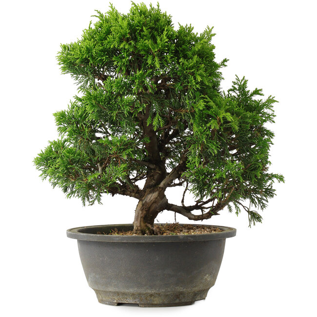 Juniperus chinensis Itoigawa, 27,5 cm, ± 15 jaar oud
