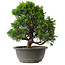 Juniperus chinensis Itoigawa, 27,5 cm, ± 15 jaar oud