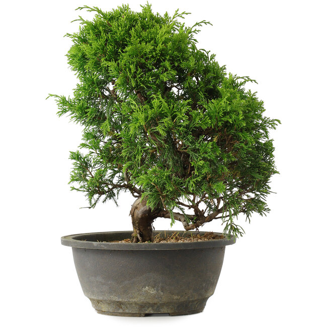 Juniperus chinensis Itoigawa, 27,5 cm, ± 15 ans