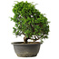 Juniperus chinensis Itoigawa, 27,5 cm, ± 15 jaar oud