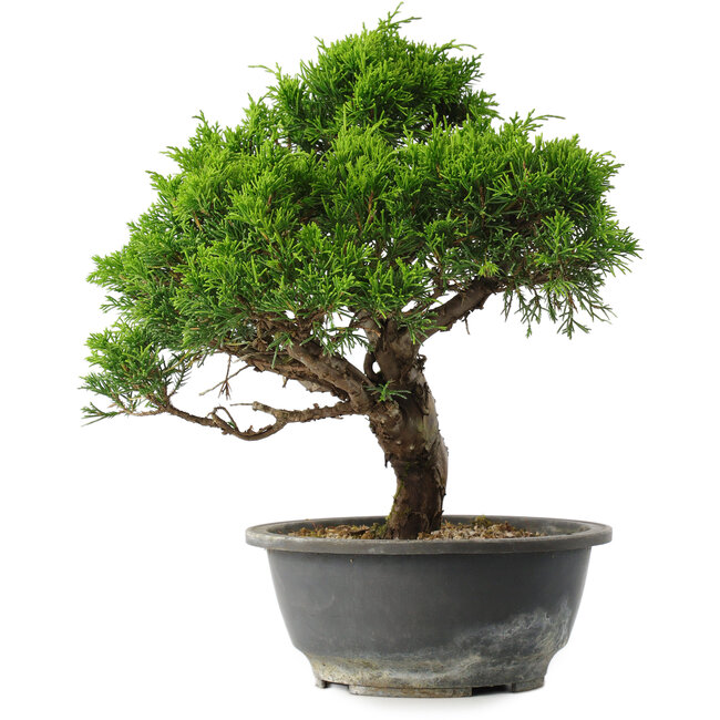 Juniperus chinensis Itoigawa, 28,5 cm, ± 15 jaar oud