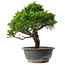 Juniperus chinensis Itoigawa, 28,5 cm, ± 15 jaar oud