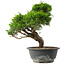 Juniperus chinensis Itoigawa, 28,5 cm, ± 15 jaar oud