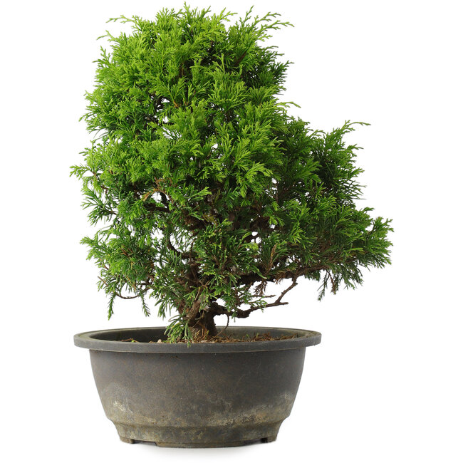 Juniperus chinensis Itoigawa, 27,5 cm, ± 15 ans