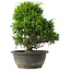 Juniperus chinensis Itoigawa, 27,5 cm, ± 15 jaar oud