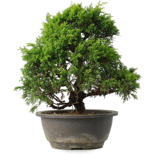 Juniperus chinensis Itoigawa, 27,5 cm, ± 15 anni