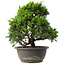 Juniperus chinensis Itoigawa, 27,5 cm, ± 15 jaar oud