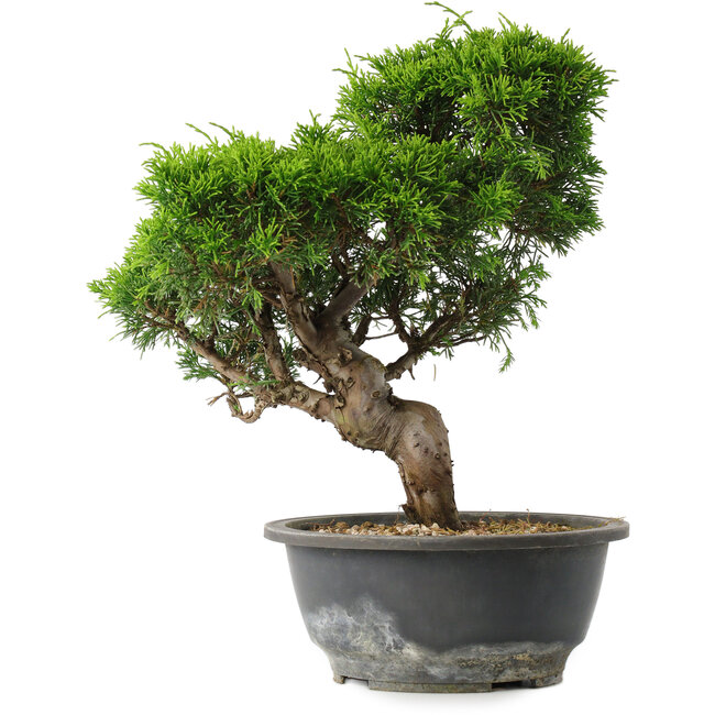 Juniperus chinensis Itoigawa, 28,5 cm, ± 15 anni
