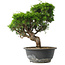 Juniperus chinensis Itoigawa, 28,5 cm, ± 15 jaar oud