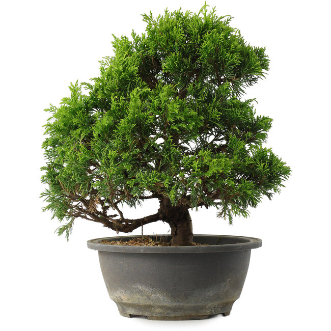 Juniperus chinensis Itoigawa, 27,5 cm, ± 15 ans