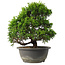 Juniperus chinensis Itoigawa, 27,5 cm, ± 15 jaar oud