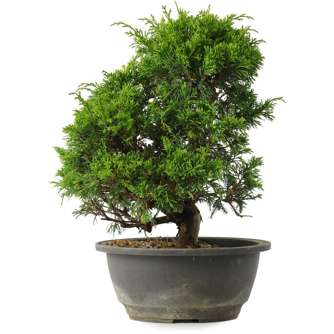Juniperus chinensis Itoigawa, 27,5 cm, ± 15 anni