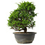 Juniperus chinensis Itoigawa, 27,5 cm, ± 15 jaar oud
