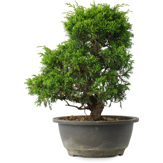 Juniperus chinensis Itoigawa, 27,5 cm, ± 15 anni