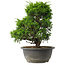 Juniperus chinensis Itoigawa, 27,5 cm, ± 15 jaar oud