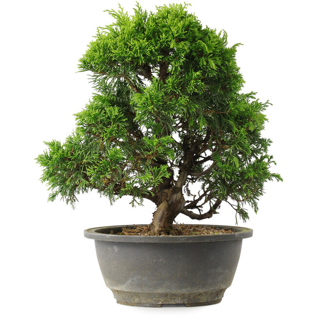 Juniperus chinensis Itoigawa, 27,5 cm, ± 15 years old
