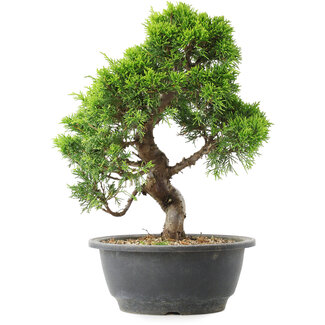 Juniperus chinensis Itoigawa, 28,5 cm, ± 15 jaar oud