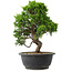 Juniperus chinensis Itoigawa, 28,5 cm, ± 15 anni