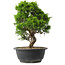 Juniperus chinensis Itoigawa, 28,5 cm, ± 15 anni