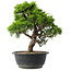 Juniperus chinensis Itoigawa, 28,5 cm, ± 15 anni