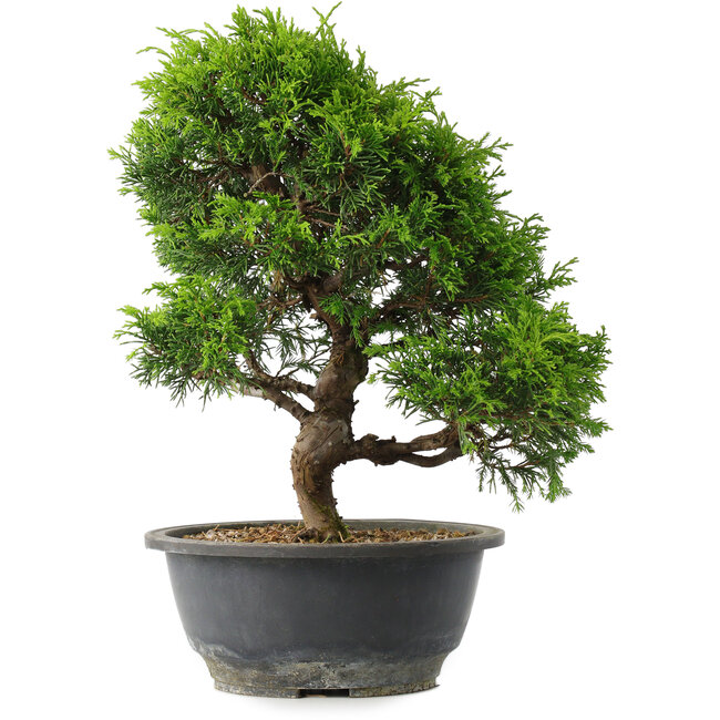 Juniperus chinensis Itoigawa, 30 cm, ± 15 jaar oud