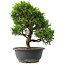 Juniperus chinensis Itoigawa, 30 cm, ± 15 jaar oud