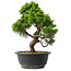 Juniperus chinensis Itoigawa, 28,5 cm, ± 15 anni