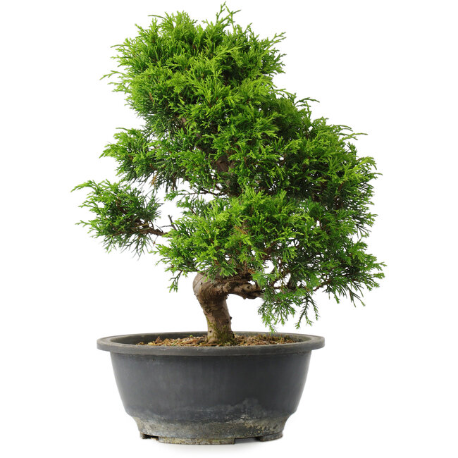 Juniperus chinensis Itoigawa, 30 cm, ± 15 ans