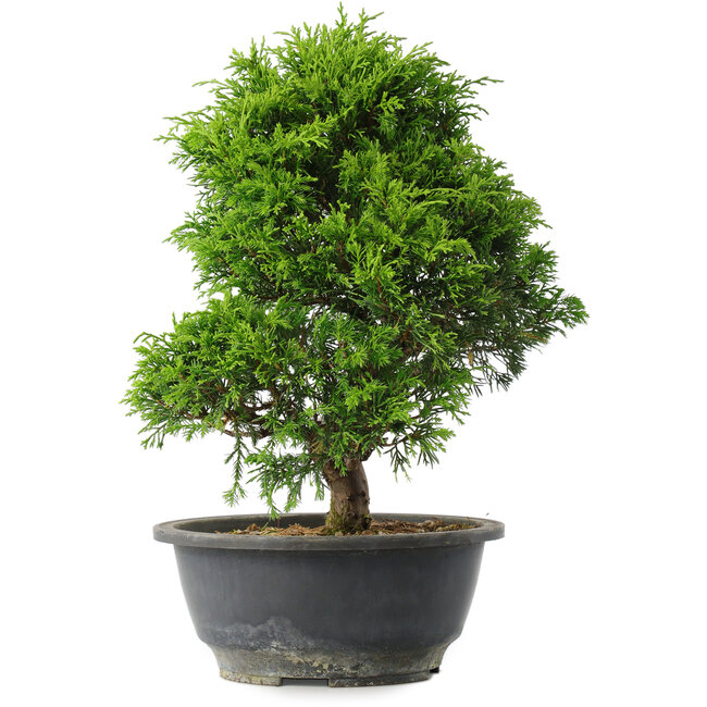 Juniperus chinensis Itoigawa, 30 cm, ± 15 years old