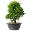 Juniperus chinensis Itoigawa, 30 cm, ± 15 jaar oud
