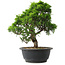 Juniperus chinensis Itoigawa, 28,5 cm, ± 15 anni