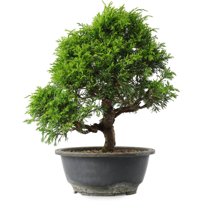 Juniperus chinensis Itoigawa, 30 cm, ± 15 years old