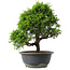 Juniperus chinensis Itoigawa, 30 cm, ± 15 jaar oud