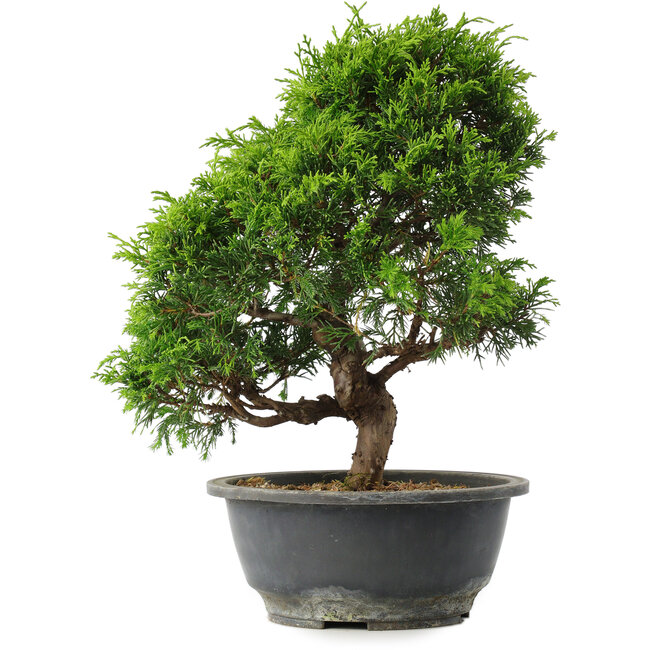 Juniperus chinensis Itoigawa, 30 cm, ± 15 years old