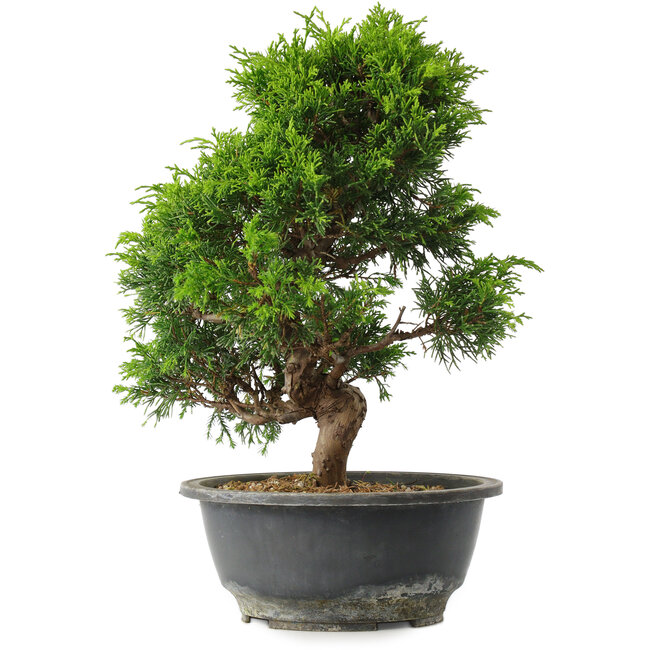 Juniperus chinensis Itoigawa, 30 cm, ± 15 years old