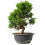 Juniperus chinensis Itoigawa, 30 cm, ± 15 jaar oud