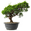 Juniperus chinensis Itoigawa, 27,5 cm, ± 15 jaar oud