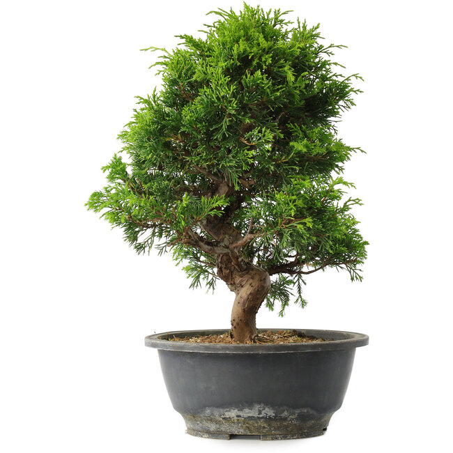 Juniperus chinensis Itoigawa, 30 cm, ± 15 jaar oud