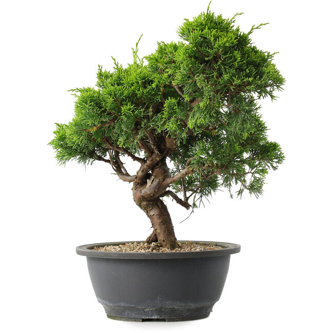 Juniperus chinensis Itoigawa, 27,5 cm, ± 15 jaar oud