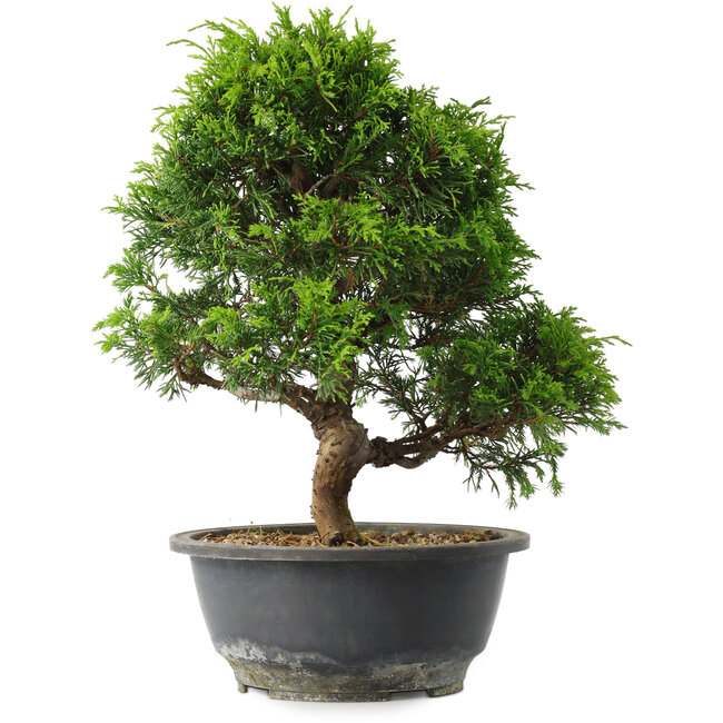 Juniperus chinensis Itoigawa, 30 cm, ± 15 years old