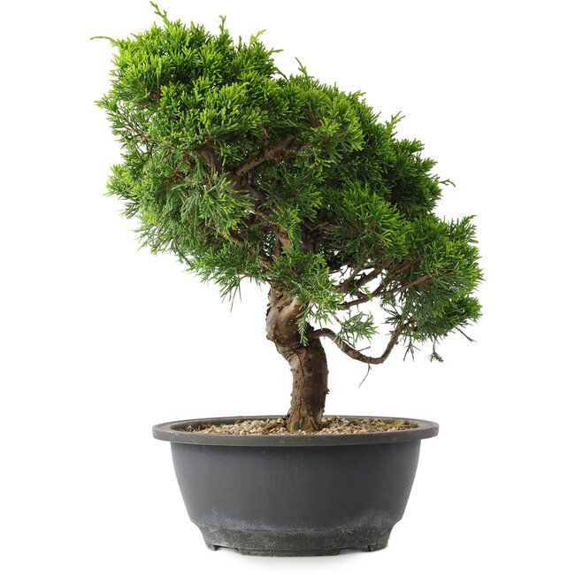 Juniperus chinensis Itoigawa, 27,5 cm, ± 15 jaar oud