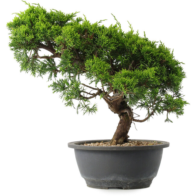 Juniperus chinensis Itoigawa, 27,5 cm, ± 15 years old
